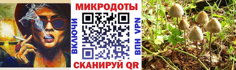мориарти Telegram Ветлуга Псилоцибиновые грибы Psilocybe